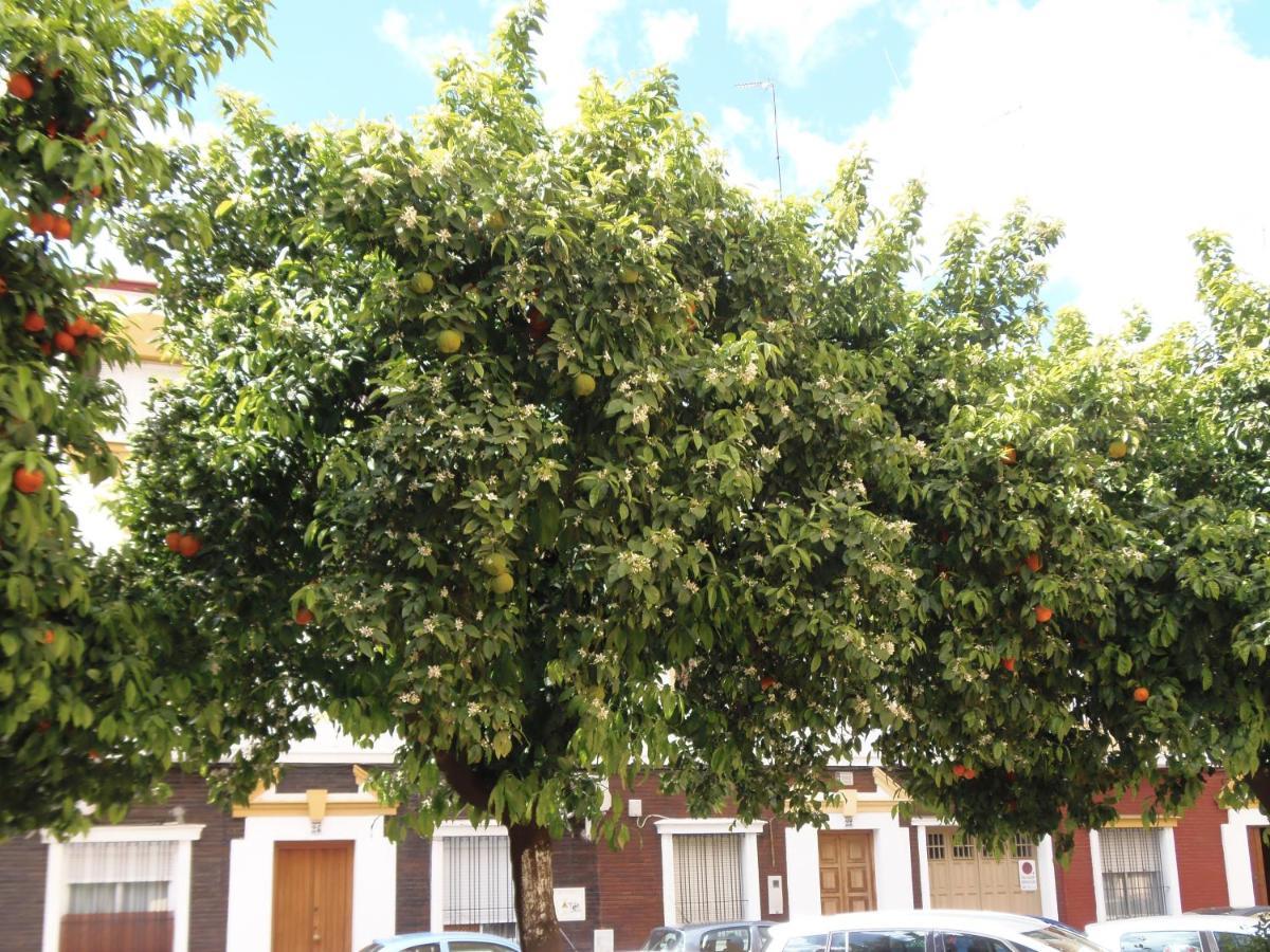 Apartamento En Triana Seville Exterior photo